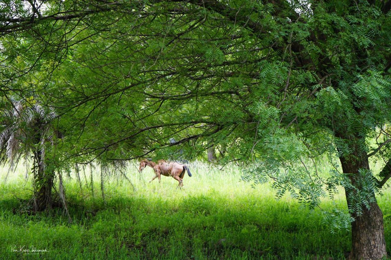 מלון קומסי The Green Ranch מראה חיצוני תמונה